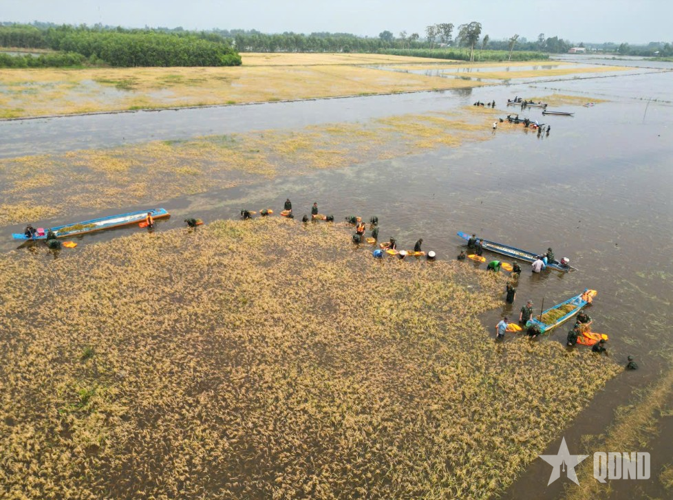 Khẩn trương cứu lúa